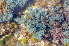 Ericaria selaginoides