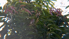 Pycnonotus goiavier