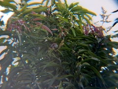 Pycnonotus goiavier