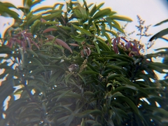 Pycnonotus goiavier