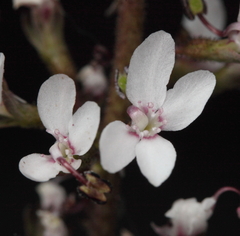 Stylidium diversifolium