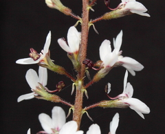 Stylidium diversifolium