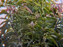 Pycnonotus goiavier