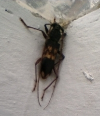 Phoracantha semipunctata