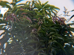 Pycnonotus goiavier