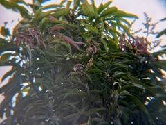 Pycnonotus goiavier