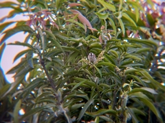 Pycnonotus goiavier