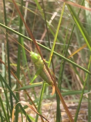 Conocephalus dorsalis