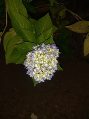 Hydrangea macrophylla