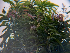 Pycnonotus goiavier