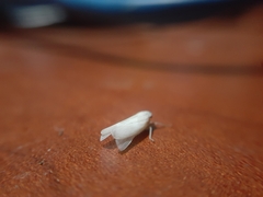 Cofana