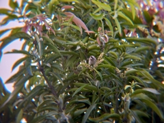 Pycnonotus goiavier