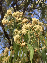 Eucalyptus crebra
