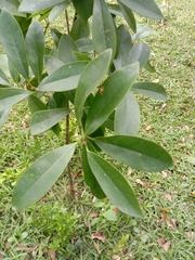 Garcinia multiflora