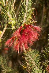 Melaleuca quadrifida