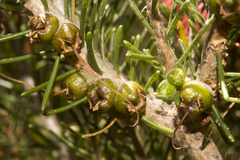 Melaleuca quadrifida