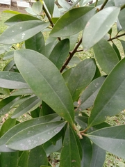 Garcinia multiflora