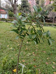 Garcinia multiflora