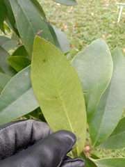 Garcinia multiflora