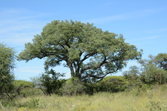 Sclerocarya birrea caffra