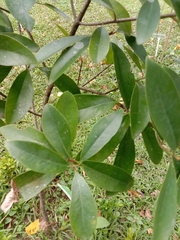 Garcinia multiflora