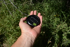 Mystroxylon aethiopicum