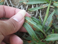 Gastrophysa atrocyanea
