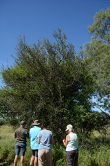 Mystroxylon aethiopicum