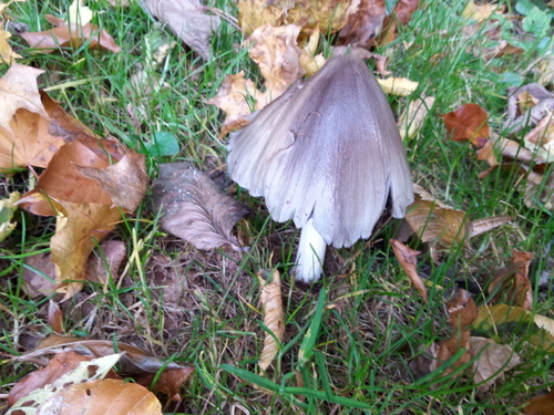 Coprinopsis atramentaria — no rights reserved