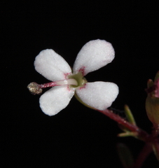Stylidium pulchellum