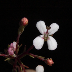 Stylidium pulchellum