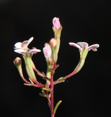 Stylidium pulchellum
