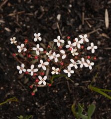 Stylidium pulchellum