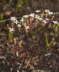 Stylidium pulchellum