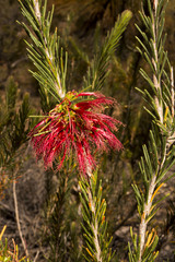 Melaleuca quadrifida