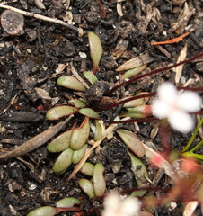 Stylidium pulchellum