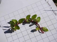 Epilobium macropus