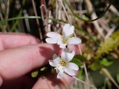Epilobium macropus