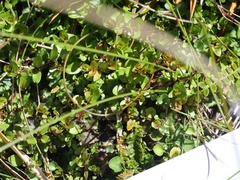 Epilobium macropus