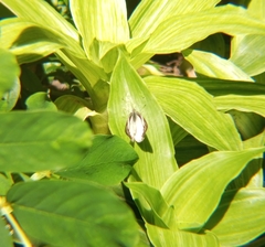 Appias libythea