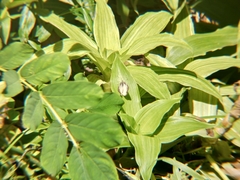 Appias libythea
