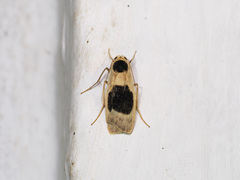 Thysanoptyx