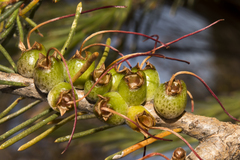 Melaleuca quadrifida