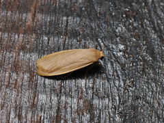 Danielithosia immaculata