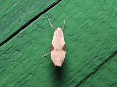 Macotasa tortricoides