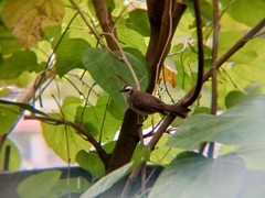 Pycnonotus goiavier