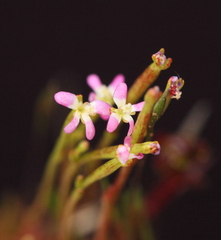Stylidium despectum