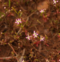 Stylidium despectum