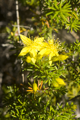 Calytrix flavescens