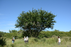 Senegalia erubescens